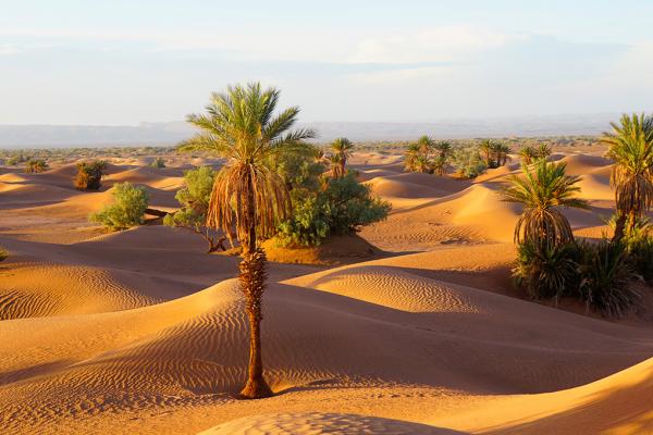 Jour 2 : Ouarzazate – Vallée du Drâa – Zagora – M’hamid