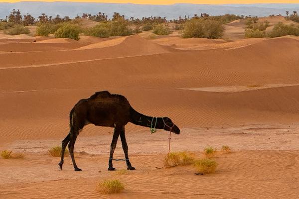 Jour 2 : Vallée du Dadès – Djebel Saghro – Vallée du Drâa – Zagora – Désert Marocain