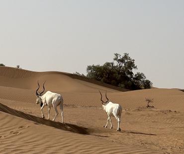 Addax sahariens marchant librement dans les dunes du désert d’Erg Chegaga, au sud du Maroc