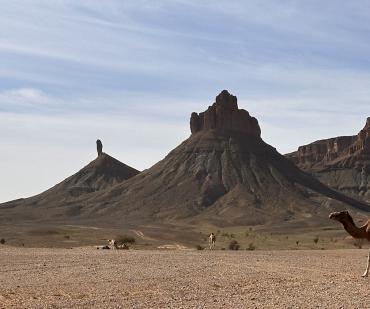 Paysages désertiques spectaculaires de la vallée du Drâa avec chameaux, pendant un circuit depuis Marrakech vers le désert du Maroc