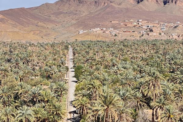 Jour 1 : Agadir – Taliouine – Tazenakhet – Agdez